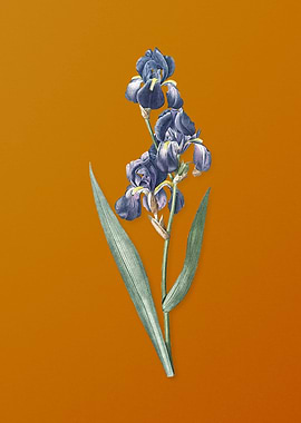 Vintage Dalmatian Iris