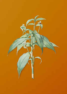 Vintage Commelina Zanonia