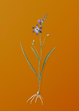 Vintage Ixia Secunda