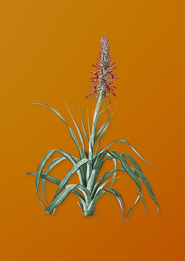 Vintage Pina Cortadora