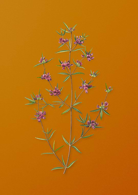 Heath Mirbelia Branch