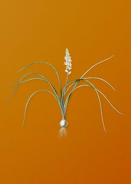 Lachenalia Angustifolia