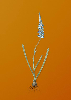 Vintage Ixia Cepacea