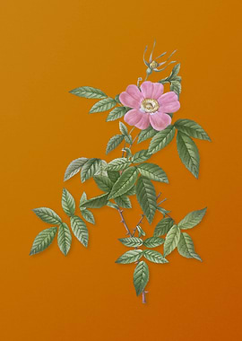 Pink Boursault Rose Flower