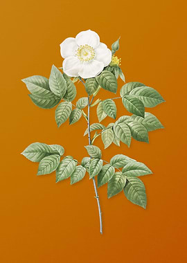 Vintage Leschenaults Rose