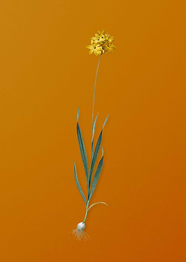 Vintage Orange Ixia Flower