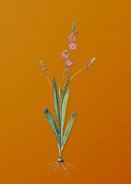 Vintage Ixia Scillaris