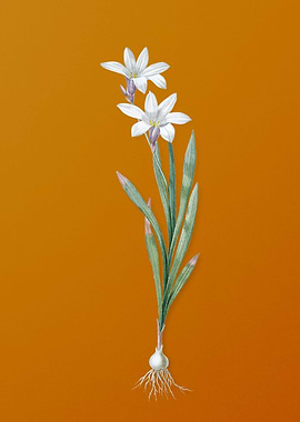 Vintage Ixia Liliago