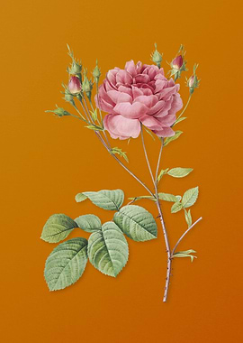 Pink Cumberland Rose