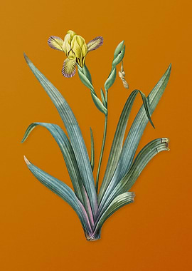 Vintage Hungarian Iris