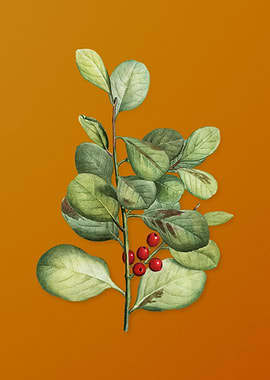 Lingonberry Evergreen