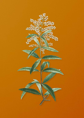 Lemon Verbena Branch
