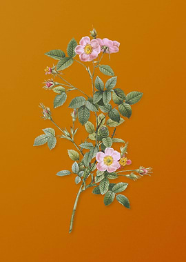 Vintage Pink Pompon Rose