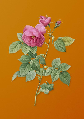 Vintage Pink Bourbon Roses