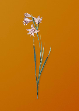 Vintage Painted Lady