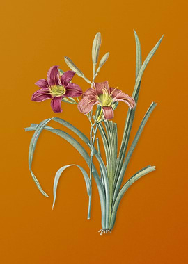 Vintage Orange Day Lily