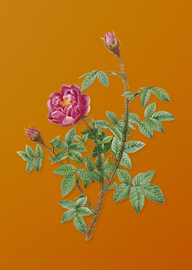 Vintage Moss Rose Flower