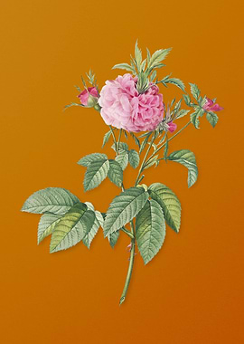 Vintage Pink Agatha Rose