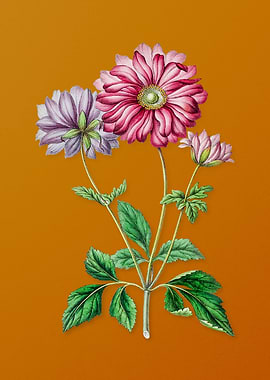 Vintage Hyacinth Flower