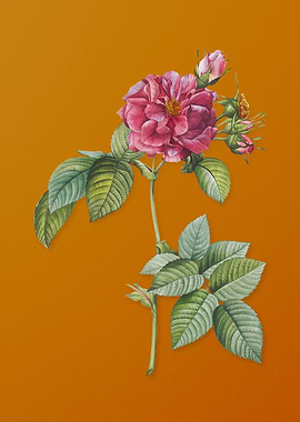 Pink Francfort Rose Flower