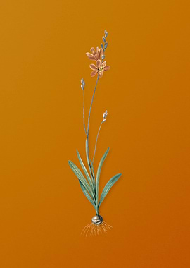 Mossel Bay Tritonia Flower