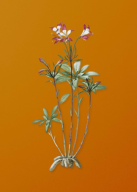 Vintage Lily of the Incas