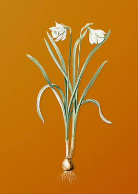 Narcissus Candidissimus