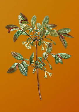 Vintage Honeyberry Flower