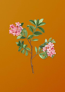 Vintage Hairy Alpenrose