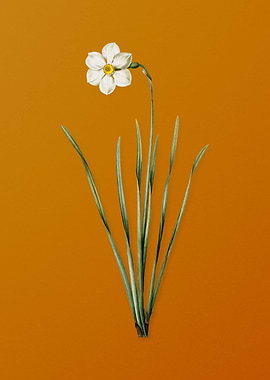 Vintage Narcissus Poeticus