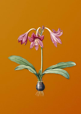 Netted Veined Amaryllis