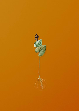 Vintage Mayanthemum Flower