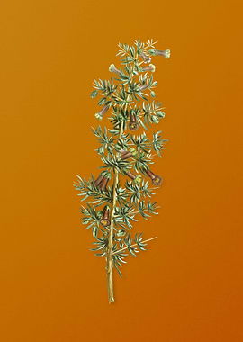 Vintage Kraal Honey Thorn