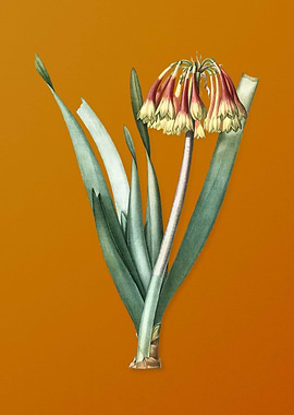 Vintage Knysna Lily Flower