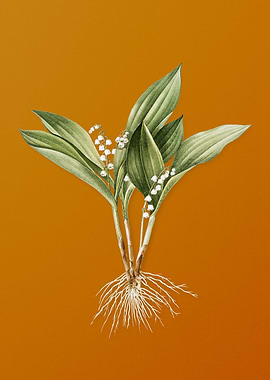 Vintage Lily of the Valley