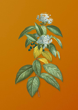 Vintage Laurustinus Flower