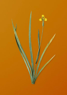 Vintage Iris Martinicensis