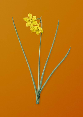 Vintage Narcissus Odorus