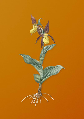 Ladys Slipper Orchid