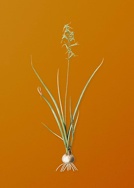 Vintage Hyacinthus Viridis