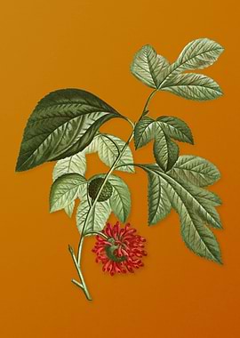 Paper Mulberry Flower