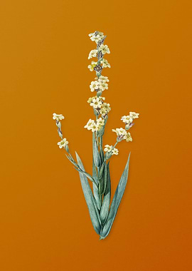 Pale Yellow Eyed Grass