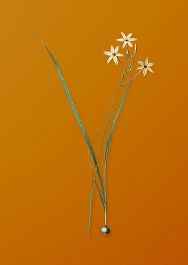 Vintage Ixia Longiflora