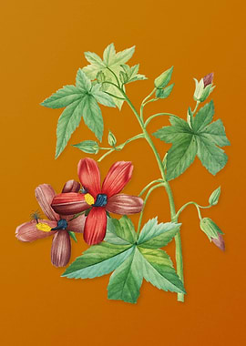 Vintage Lavatera Phoenicea