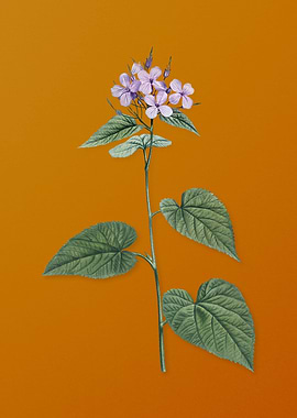 Morning Glory Flower