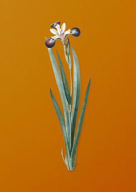 Vintage Harlequin Blueflag