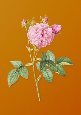 Vintage Pink Agatha Rose