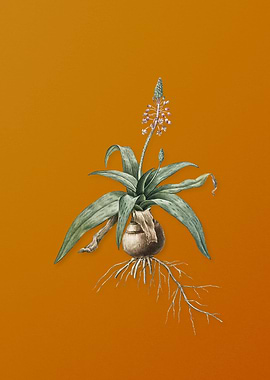 Lachenalia Lanceaefolia