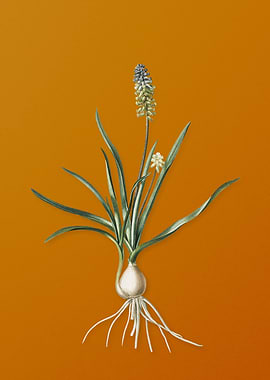Muscari Ambrosiacum Flower