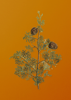 Mediterranean Cypress